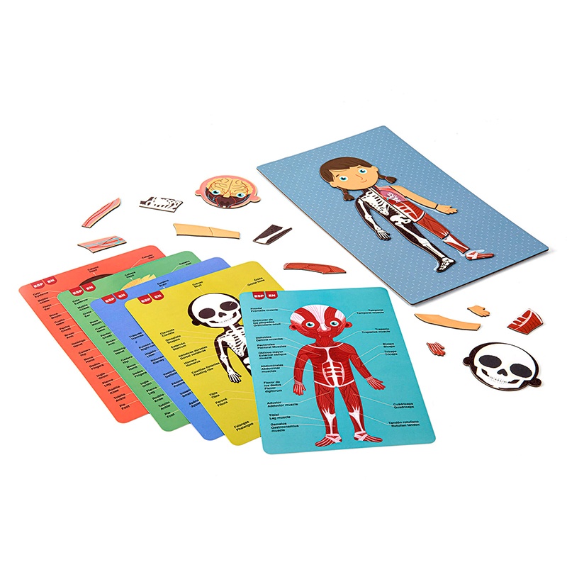 Juego Magnets el Cuerpo Humano - Imatge 