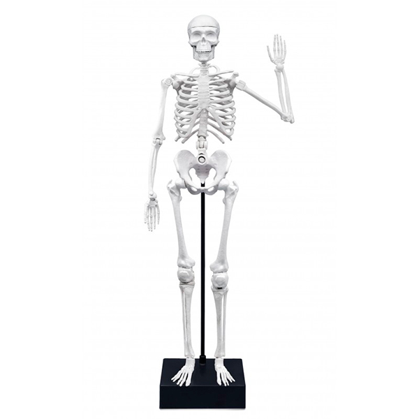 Esqueleto 45cm - Imagem 2