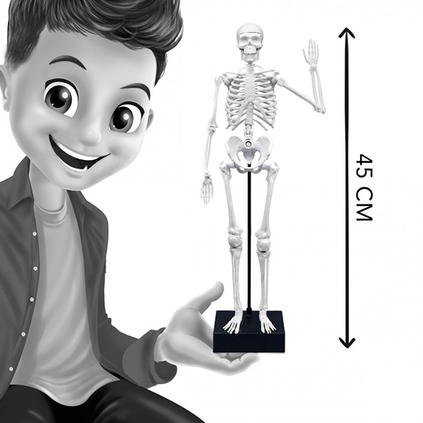 Esqueleto 45cm - Imagem 5