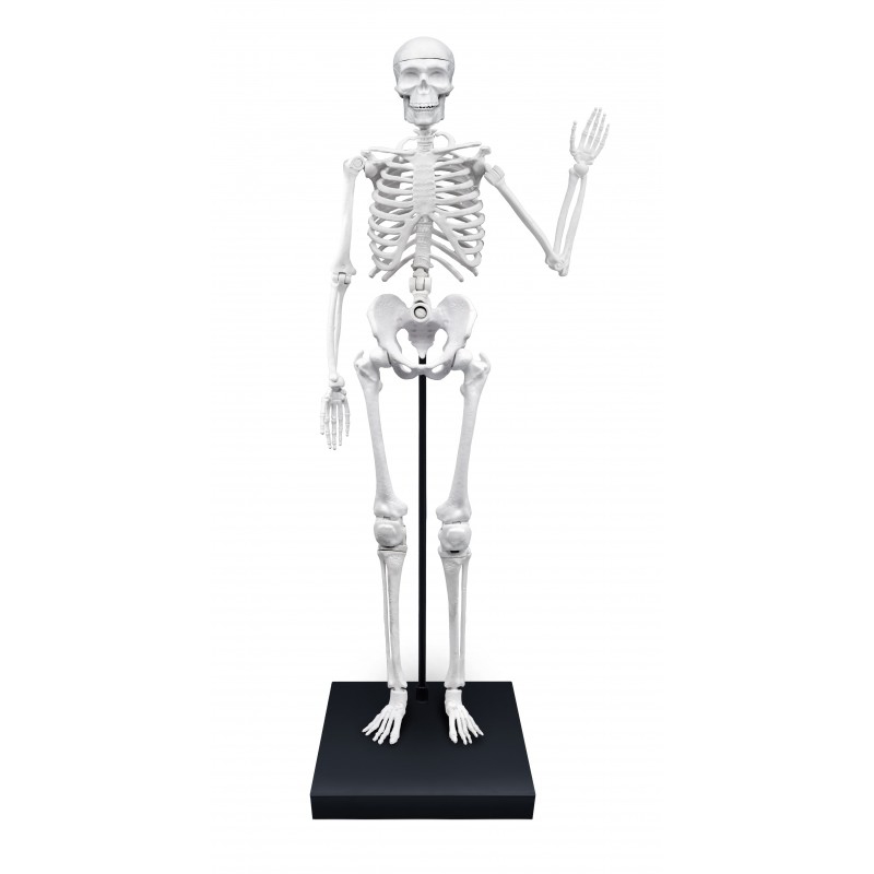 Esqueleto 85cm - Imagen 2
