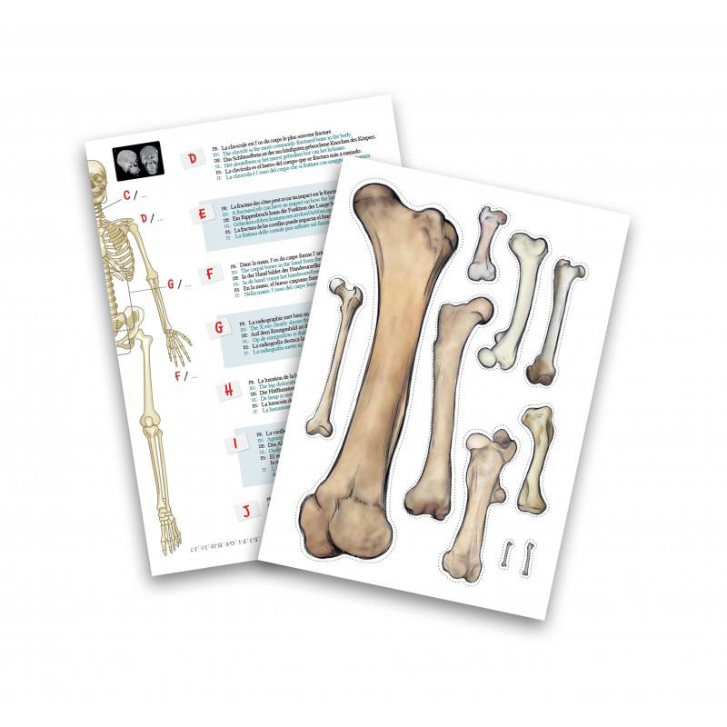 Esqueleto 85cm - Imagen 3