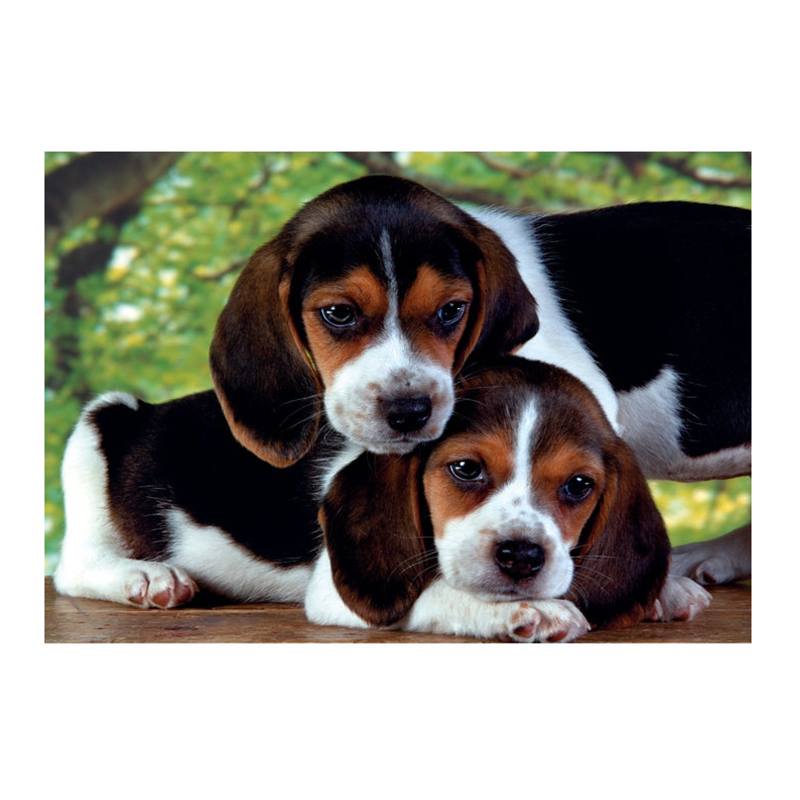 Puzzle 500p Perritos Close Together - Imagen 1