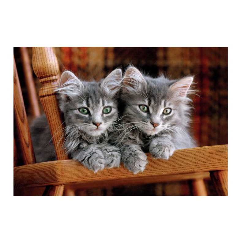 Puzzle 500p Gatos - Imagen 1