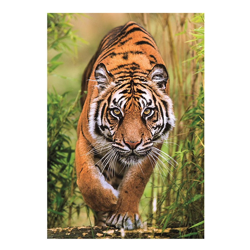 Puzzle 1000p Tigre El Camino del Cazador - Imagen 1