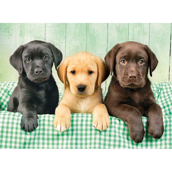 Puzzle 1000p Tres Perros Labradores - Imagen 1