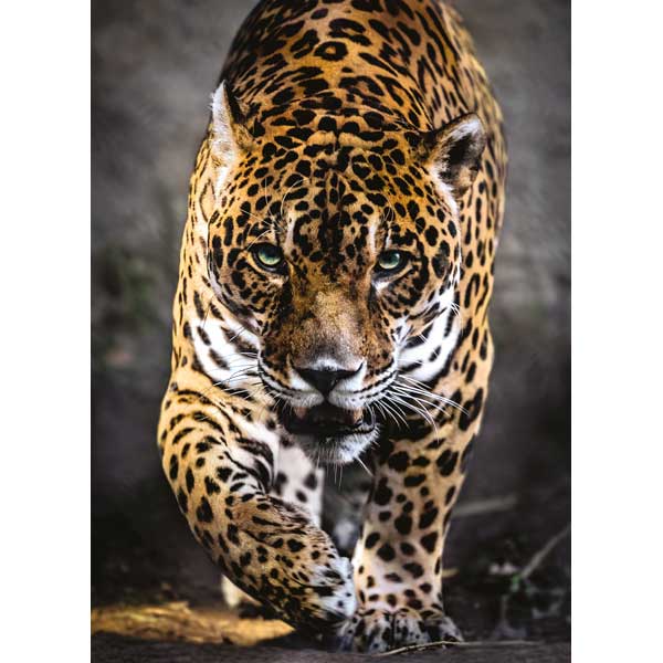 Puzzle 1000P Jaguar Caminhando - Imagem 1