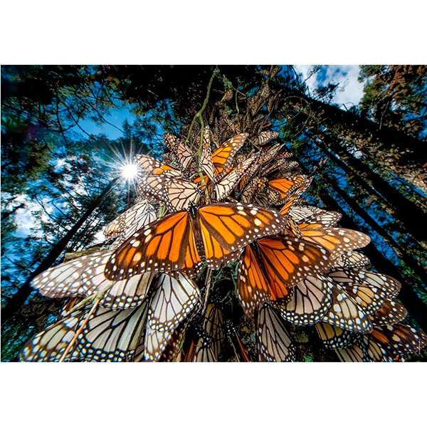 Puzzle 1000p National Geographic Mariposas - Imatge 