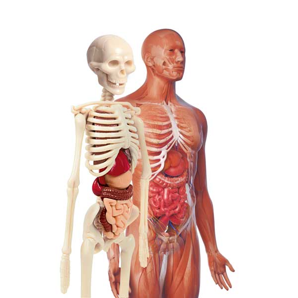 Laboratorio de Anatomía - Imatge 1