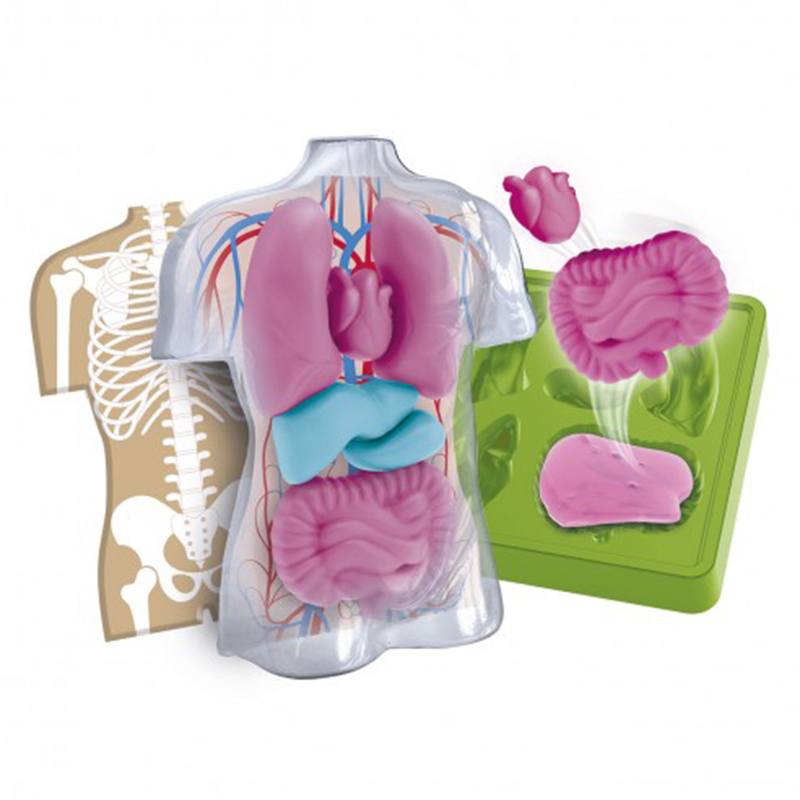 Ciencia y Juego - Mini anatomia Squishy Organs - Imagen 1