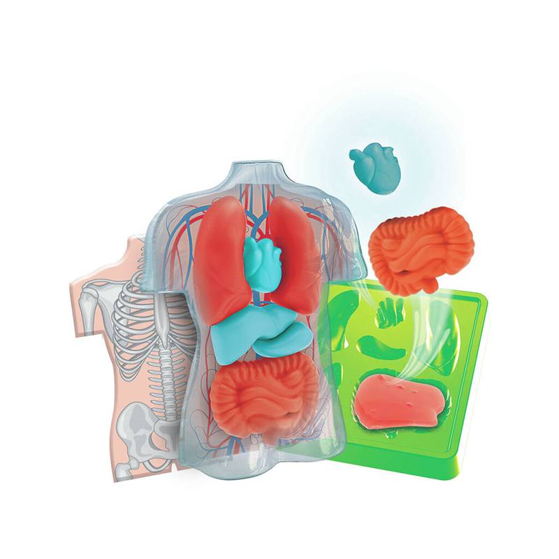 Ciencia y Juego - Mini anatomia Squishy Organs - Imagen 2