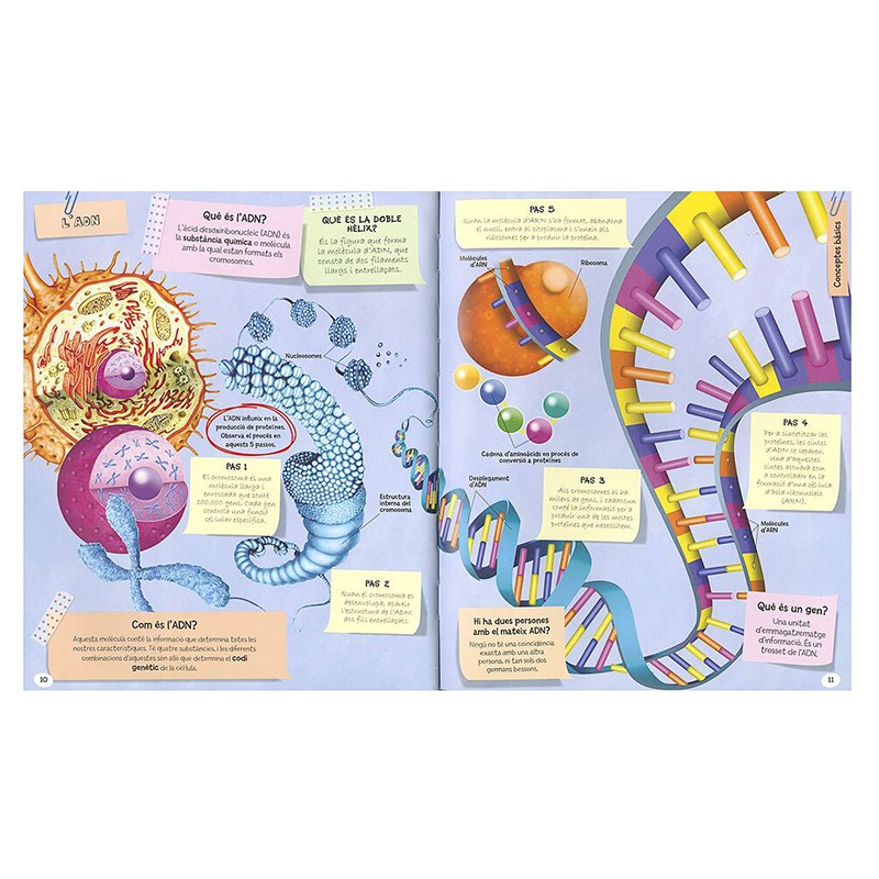 Libro 1001 Preguntes i Respostes Cos Humà - Catalán - Imagen 1