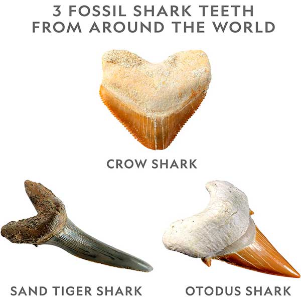 National Geographic Descobrir Dentes Tubarão - Imagem 2