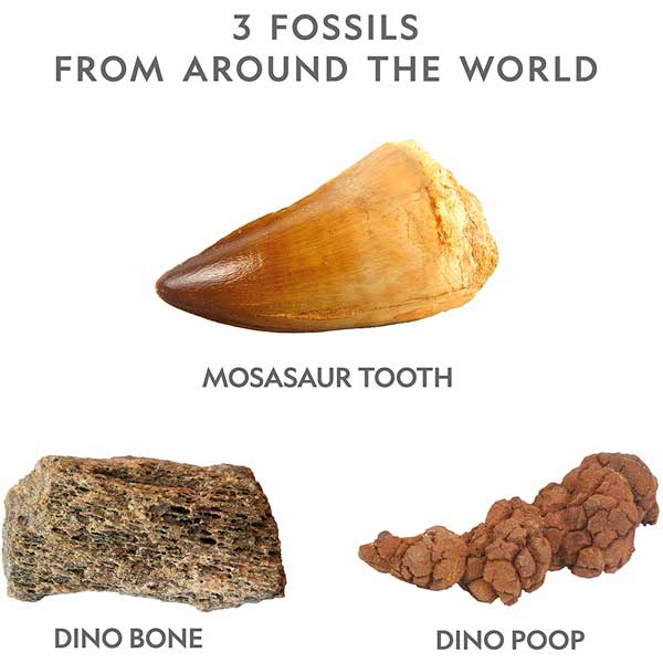 National Geographic Descubre Fósil Dino - Imatge 2