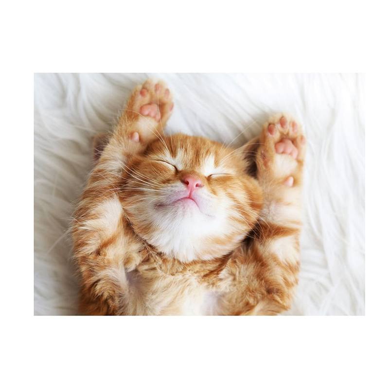 Puzzle 500p Gatito Soñador - Imagen 1