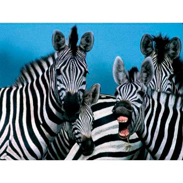 Puzzle 1000p Cebras National Geographic - Imagen 1