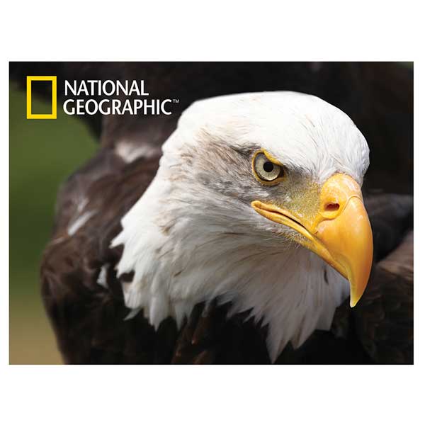 National Geographic Prime 3D Puzzle 500p Águila - Imagen 1