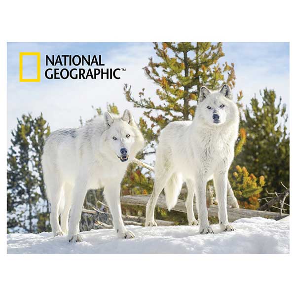 National Geographic Prime 3D Puzzle 500p Lobos - Imatge 1